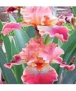 SDC 30 Iris Seeds Fragrant Flower Plant Much Less Money Than Bulbs Fresh... - €14,34 EUR