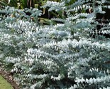 50 Baby Blue Eucalyptus Seeds Tree Flower Perennial Flowers Seed Fresh G... - $9.98