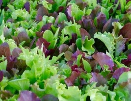 Grow In US Mesclun  Mix Seeds 500+ Lettuce Kale Tatsoi Healthy Garden Greens - £6.61 GBP