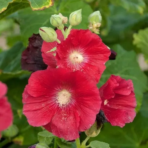 Hot 60 of Hardy Red Hollyhock (Alcea rosea) Seeds - Attracts Hummingbirds - $65.80