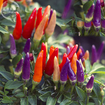 Hot Chili - Varied Life Seeds 20 Seeds Heirloom Organic Pepper Fresh Seeds for P - $11.99