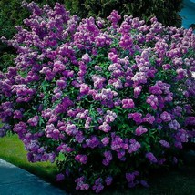 FOUR (4) Plant of 9-14&quot; - Potted Plant Purple Old Fashion Lilac Bush - Fragrant - £119.17 GBP