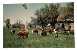 Texas Cattle at Watering Time Cows Landscape Scenic View TX Postcard c19... - £5.50 GBP