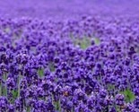 Beautiful Lavender Seeds 200 Seeds  Fast Shipping - $7.99