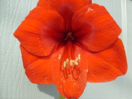 SR 6 Amaryllis offsets one each of six varieties listed below 6-12 cm. i... - $79.90