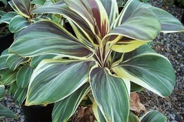 MISS ANDREA** Cordyline Terminalis Hawaiian Ti Plant**AKA Good Luck Plants - £21.75 GBP