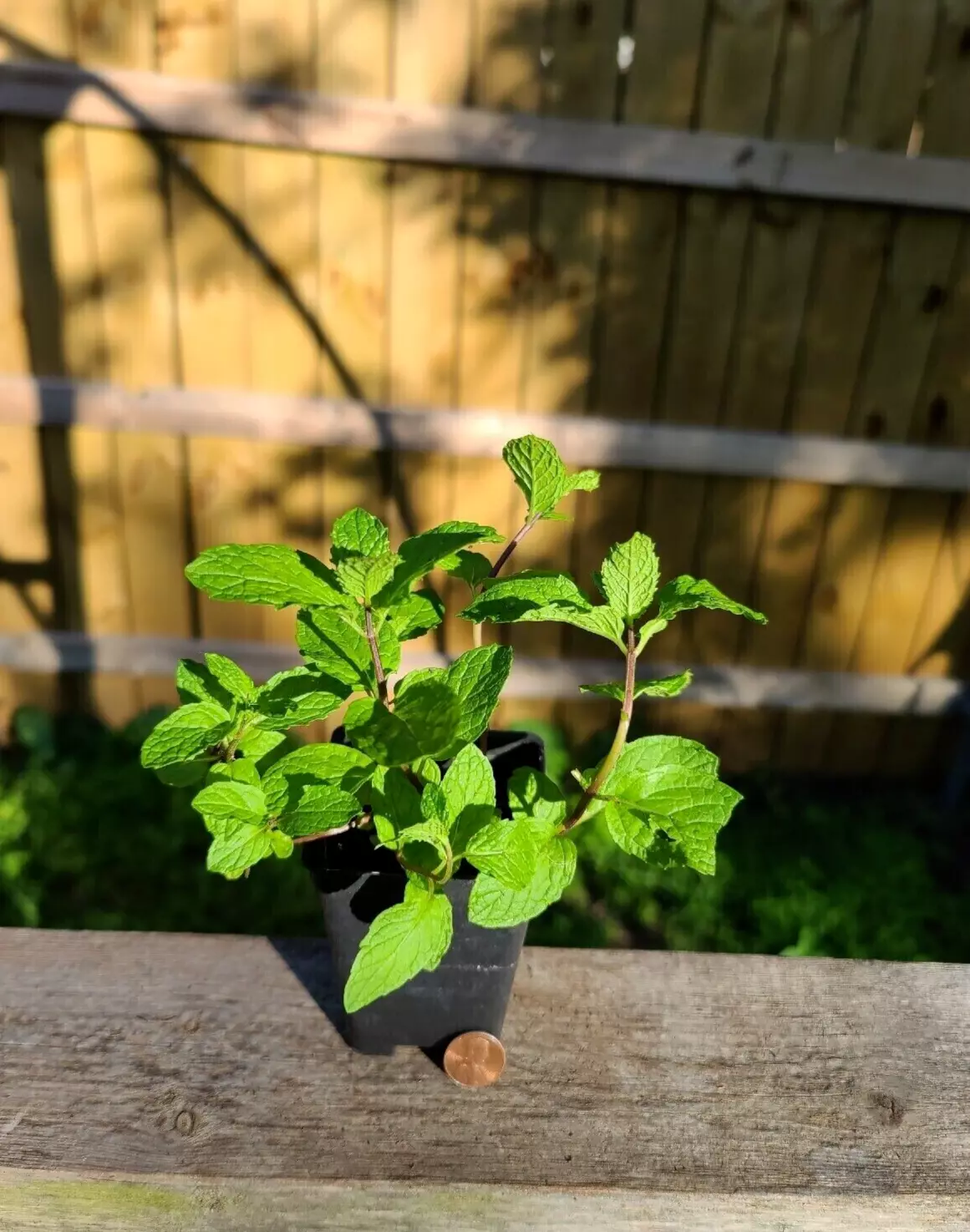 Mojito Mint Live Plant Organically Grown Heirloom Gardening USA Seller - $20.23