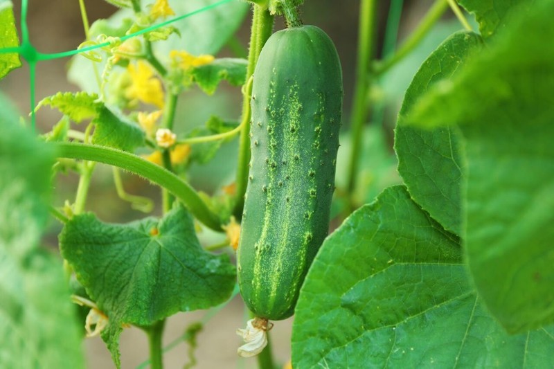 50 Boston Pickling Cucumber Seeds Heirloom Vegetable Dưa Leo Non GMO Fas... - $11.22