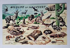 Postcard Wildlife Of The Southern Desert Names and Pictures Collectible - $6.71