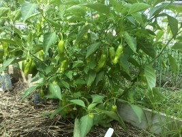 Fresh Italian Sweet Pepperoncini Pepper Seeds Arto - $9.00