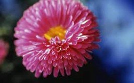KKG Aster Rainbow 100 Seeds Vivid Bright Blooms Fresh Garden - $7.89