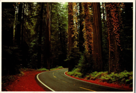 Vtg Postcard Avenue of the Giants, Redwood Forest California Continental - £5.23 GBP