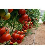 50 Seeds Volante Tomato Vegetable Garden - £7.70 GBP