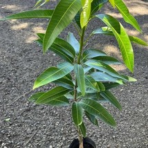 Item image 1 image 1