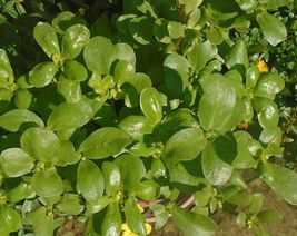 500 Seeds Golden Purslane Portulaca Sativa Most Omega 3 Of Any Leafy Vegetable - £9.89 GBP