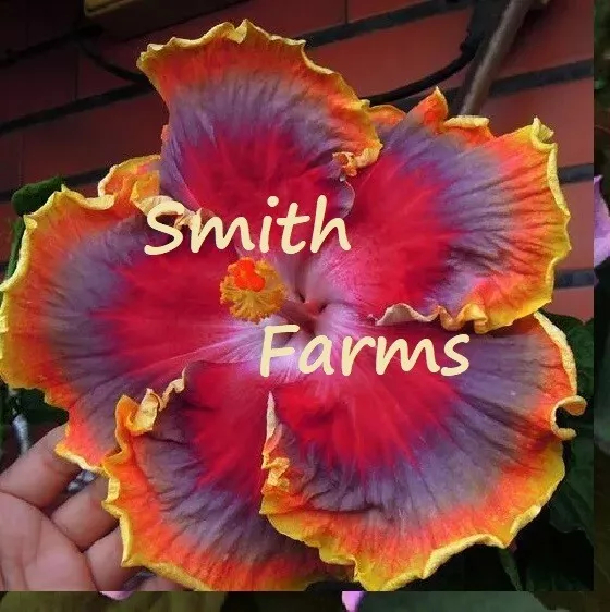 25 Seeds Red Purple Orange Hibiscus Flowers Fast US Shipping - £7.35 GBP