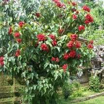 Lipstick Tree Seeds Bixa orellana 15 Seeds Fresh Seeds USA - £10.80 GBP