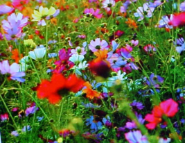 1/8 Pound (2 Ounces) Perennial Wildflower Seed. 22 Variety Mixture Of Seeds - £17.32 GBP