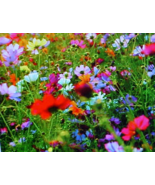 1/8 POUND (2 OUNCES)  PERENNIAL WILDFLOWER SEED.  22 VARIETY MIXTURE OF ... - £17.22 GBP