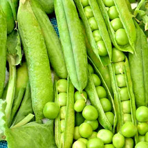 ArfanJaya 150+ Oregon Sugar Pod Peas Seeds Heirloom Non Gmo Vegetable Autumn Gar - $10.24