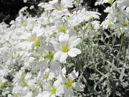 200 Seeds Snow In Summer Cerastium Perennial Ground Cover White Flowers ... - $4.98
