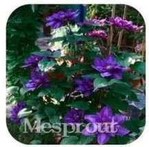 Vine Clematis Potted Clematis Flowers The Clematis Bulbs 100 Seed/Bag Color 17 G - $8.35