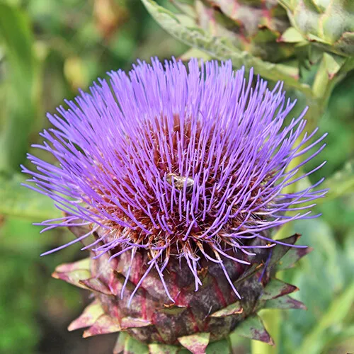 15 Seeds Purple Cardoon Heirloom Non-GMO - £6.31 GBP