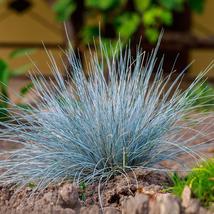 100+ Silvery Blue Fescue Grass Seeds | Drought-Tolerant Ornamental Beauty - £8.81 GBP