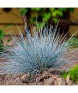 100+ Silvery Blue Fescue Grass Seeds | Drought-Tolerant Ornamental Beauty - $11.39