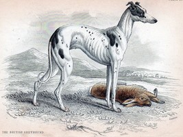 10809.Decor Poster.Room wall.Vintage Art design.Greyhound dog illustration - £13.66 GBP+