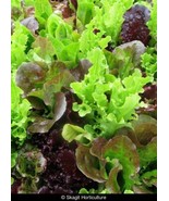 ADW 800 Leaf Lettuce Seeds Gourmet Salad Blend Fresh Harvest Fast Growing - $17.82 CAD
