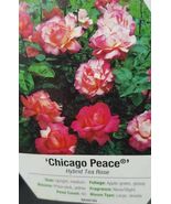 Chicago Peace Rose 1 Gal Pink Yellow Live Bush Plants Hybrid Tea Plant R... - £86.91 GBP
