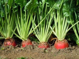 Red Mangle Beet 30 Seeds - $9.18
