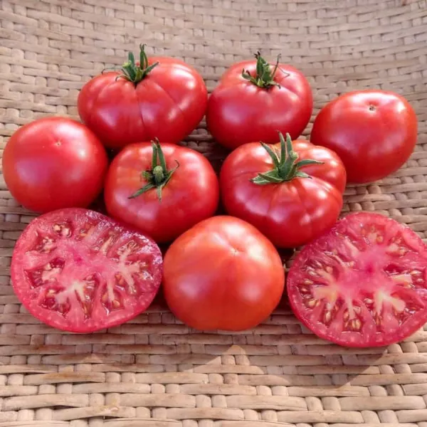 50+ Seeds Charger Tomato Juicy Vegetable Planting Fresh Tomatoe Garden - £5.65 GBP