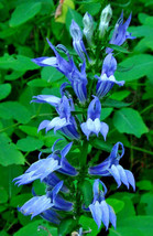 Giant Blue Lobelia 243 Seeds Lobelia Siphilitica Hardy Ez To Grow  Seller - £4.14 GBP