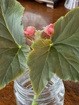 ALL MY LOVE Pink Begonia Angel Wing Starter Plant NO Ship 50 Degree Or B... - $13.99