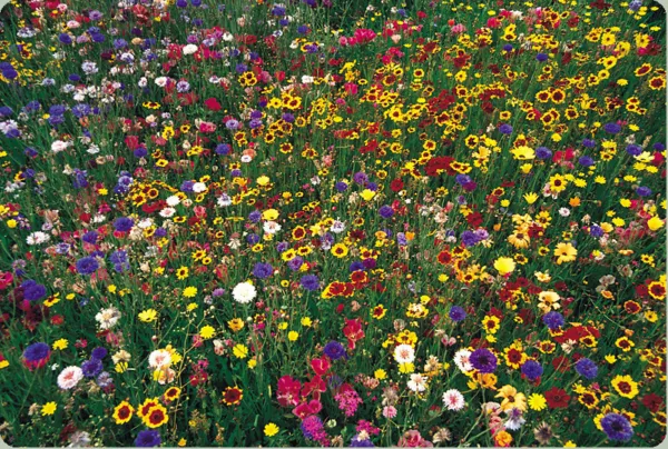 Wildflower Mix 100% Seed 1 Pound Lb 16 Oz Bulk Covers 4000 Sq Ft Lowest Price Ga - £33.23 GBP