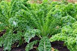 Kale, Premier, 25 Seeds, Non-GMO, Great For Salads, High In Antioxidant - £1.26 GBP