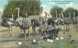 Postcard Cawston Ostrich Farm Eggs South Pasadena DB 1921 Creased CA AC459 - $5.94