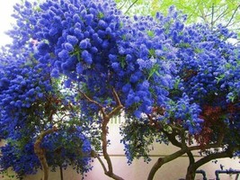 PWO California Lilac 25 Seeds Tree Fragrant Hardy Perennial Flower Us Seller - £5.63 GBP