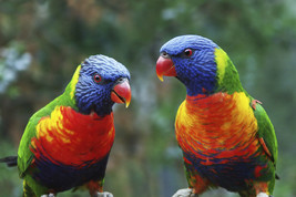 Framed Canvas Art Print Rainbow Lorikeet Colorful Birds Parrot - £31.31 GBP+