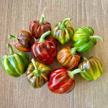 Candy Cane Chocolate Cherry Pepper Seeds Organic Sweet Mild Variegated B... - $4.80