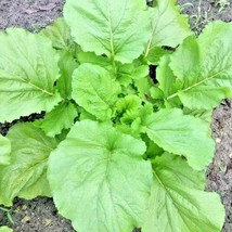 600 Florida Broadleaf Mustard Greens Seeds Organic Vegetable Spring Fall... - $7.25