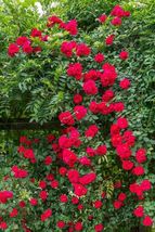 Climbing Rose Bonsai Perennial Flower Garden Decoration, 100 Seeds D - £11.42 GBP