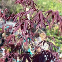 Acer Palmatum Atropurpureum 1 2 Ft Tall Ship In 1 Gal Pot New Fresh Garden - $161.34 CAD