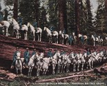 US Cavalry on Fallen Monarch Mariposa Big Tree Grove California UNP DB P... - $9.76