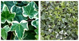 Hedera helix Common Ivy | 4&#39;&#39; Pot | Evergreen - £36.84 GBP