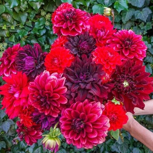 25 Stark Raving Red Dahlia Seeds Flower Perennial Flowers Flowering Bloo... - $8.98