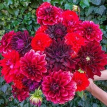 25 Stark Raving Red Dahlia Seeds Flower Perennial Flowers Flowering Bloo... - $8.98
