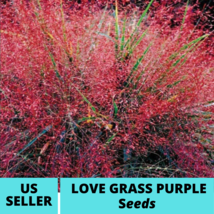 30Pcs Love Grass Purple Ornamental Grass Seeds Eragrostis spectabilis Seed - $18.75